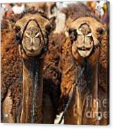 Camels At The Ashgabat Sunday Market In Turkmenistan Acrylic Print