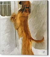 Can I Come In Now? Acrylic Print