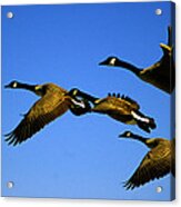 Canada Geese Fly Over Ocean City Md Acrylic Print