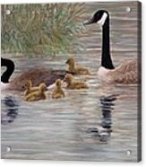 Canada Goose Family Acrylic Print