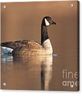 Canada Goose I Acrylic Print