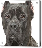 Cane Corso Dog Acrylic Print