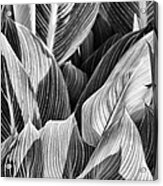Canna Lilies In Monochrome Acrylic Print