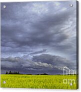 Canola And Storm Acrylic Print