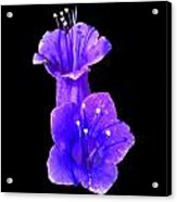 Canterbury Bells Acrylic Print