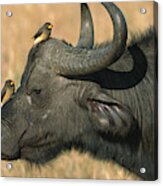 Cape Buffalo And Oxpeckers Acrylic Print