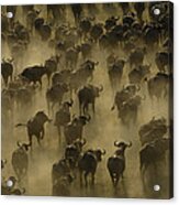 Cape Buffalo Herd Stampeding Africa Acrylic Print