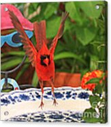 Cardinal Bird Dancing For Dinner Acrylic Print