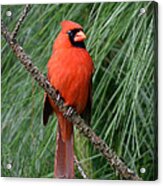 Cardinal In A Pine Tree Acrylic Print