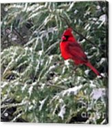 Cardinal In Snow Acrylic Print