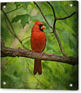 Cardinal In Spring Acrylic Print
