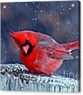 Cardinal In The Snow Acrylic Print
