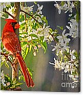 Cardinal In The Springtime Acrylic Print