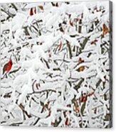 Cardinal In White Acrylic Print