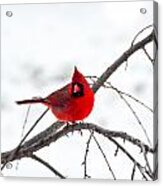 Cardinal On A Branch Acrylic Print