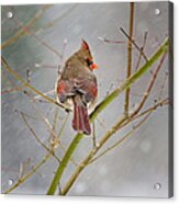 Cardinal On Maple Tree Acrylic Print