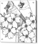 Cardinals And Dogwoods Acrylic Print