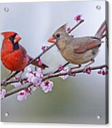 Cardinals In Plum Blossoms Acrylic Print