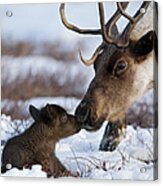 Caribou Mother Nuzzling Calf Acrylic Print