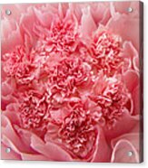 Carnations Acrylic Print