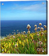 Carpobrotus Edulis Acrylic Print