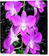 Cascading Orchids Acrylic Print