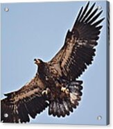 Casitas Eagles Six Acrylic Print