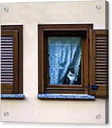 Cat At The Window Acrylic Print