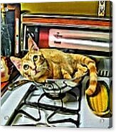 Cat In A Pot On A Stove Acrylic Print