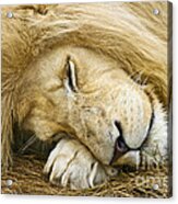 Cat Nap Acrylic Print