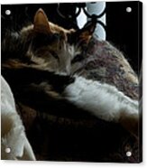 Cat Nap Acrylic Print