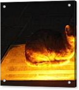 Cat On A Hot Tin Roof Acrylic Print