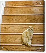 Cat On Stairs Acrylic Print