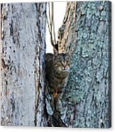 Cat On The Lookout Acrylic Print