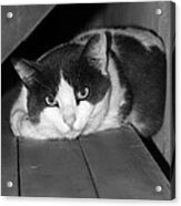 Cat Relaxing On Bench - Black And White Acrylic Print