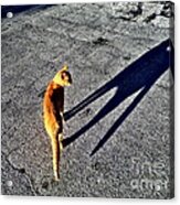 Cat Shadow Self Acrylic Print