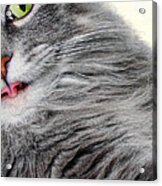 Cat With A Curled Tongue Acrylic Print