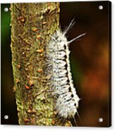 Caterpillar Ins 61 Acrylic Print