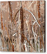 Cattails In The Fall Acrylic Print