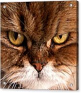 Catitude Acrylic Print