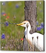 Cattle Egret At Fenceline Acrylic Print