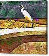 S Cattle Egret In Town - Square Acrylic Print