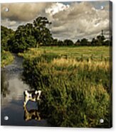 Cattle In The Stream, That Is What We Acrylic Print