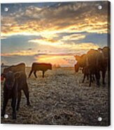 Cattle Sunset 2 Acrylic Print
