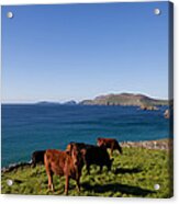 Cattle With Distant Blasket Islands Acrylic Print
