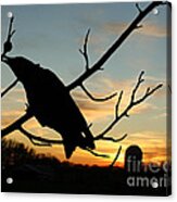 Cawcaw Over Sunset Silhouette Art Acrylic Print