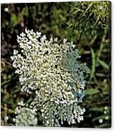 Cedar Flower One Acrylic Print