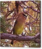 Cedar Wax Wing In Juniper Acrylic Print