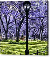 Central Park In The Spring Acrylic Print