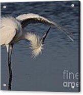 Checking For Leaks - Reddish Egret - White Form Acrylic Print